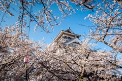 ?-?? Rapit。20130411~16日本追櫻精華集錦 by Recovery ?-?? Rapit。20130411~16日本追櫻精華集錦 by Recovery