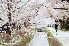 2013 日本関西。桜。Part I by Arvid67 2013 日本関西。桜。Part I by Arvid67