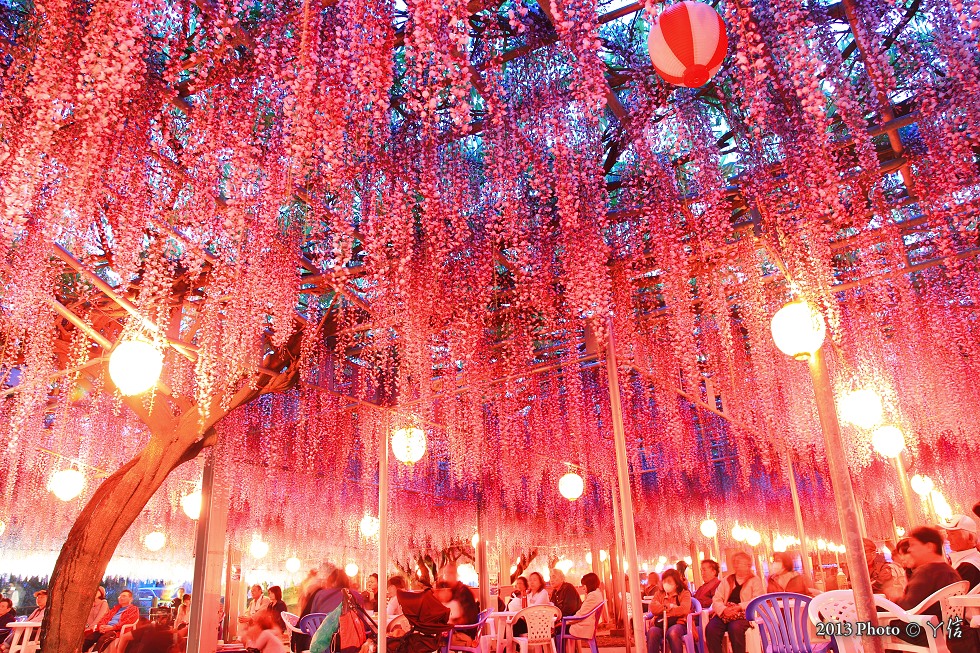 花夜楓迷@Japan by 上杉阿肚寬信 花夜楓迷@Japan by 上杉阿肚寬信