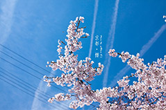 京都 & 大阪櫻花 京都 & 大阪櫻花